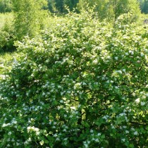 Боярышник кроваво-красный (Crataegus sanguinea) Боярышник кроваво-красный (Crataegus sanguinea)
