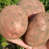 Сорт картофеля для Западно-Сибирского региона - Ирбитский Сорт картофеля для Западно-Сибирского региона - Ирбитский