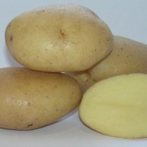 Сорт картофеля для Центрально-Черноземного региона - Вымпел Сорт картофеля для Центрально-Черноземного региона - Вымпел