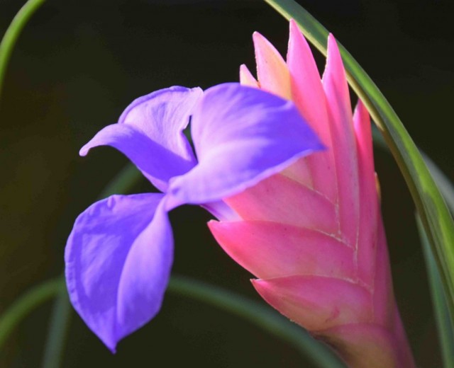 Тилландсия (Tillandsia) Тилландсия (Tillandsia)