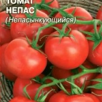 лучшие сорта помидор гибридов. Смотреть фото лучшие сорта помидор гибридов. Смотреть картинку лучшие сорта помидор гибридов. Картинка про лучшие сорта помидор гибридов. Фото лучшие сорта помидор гибридов