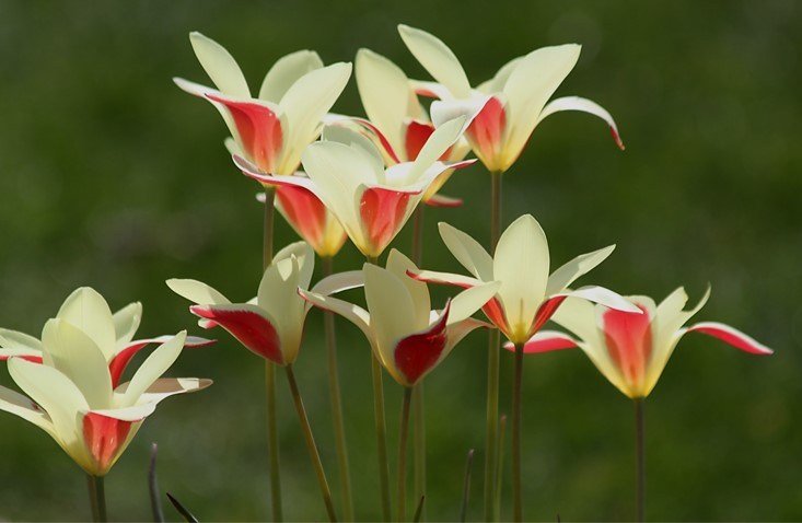 Tulipa-clusiana-Cynthia-1