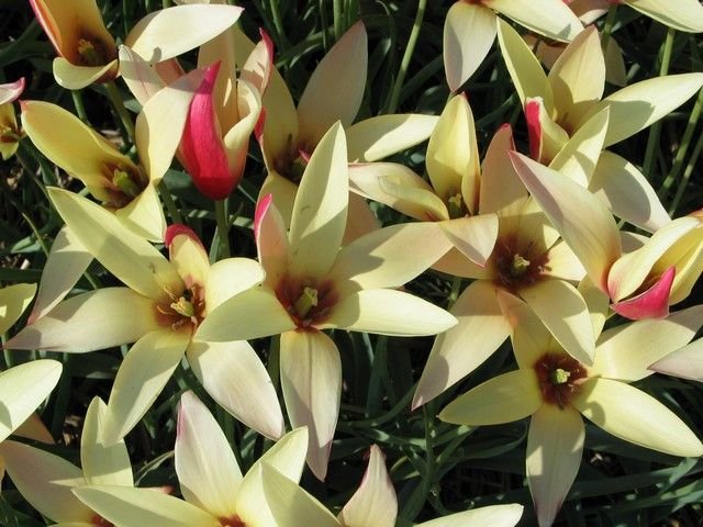 Tulipa-clusiana-Cynthia-3