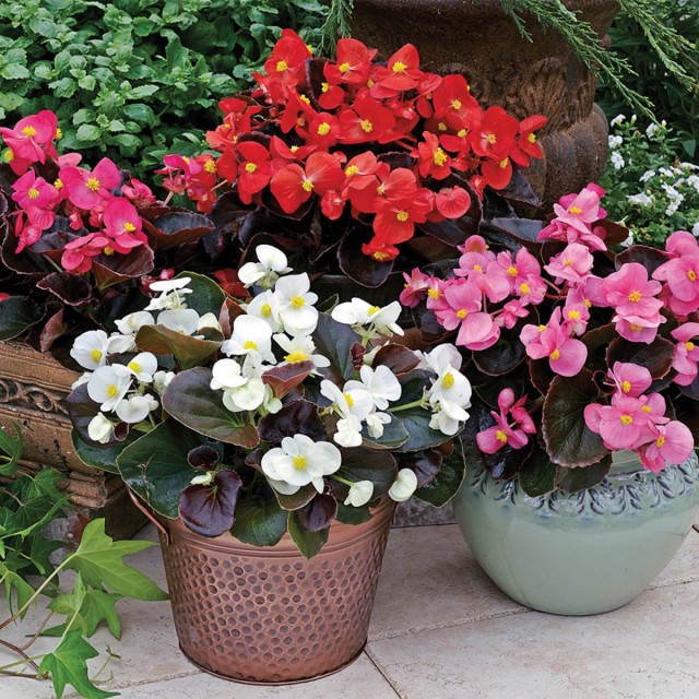 Бегония вечноцветущая (Begonia x semperflorens-cultorum) Бегония вечноцветущая (Begonia x semperflorens-cultorum)