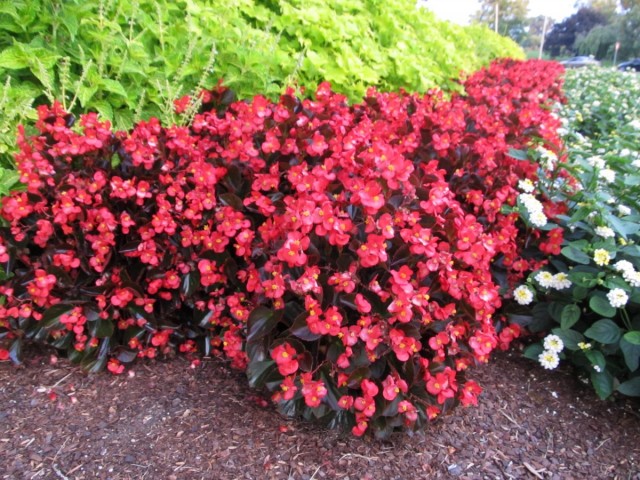 Бегония вечноцветущая (Begonia x semperflorens-cultorum) Бегония вечноцветущая (Begonia x semperflorens-cultorum)