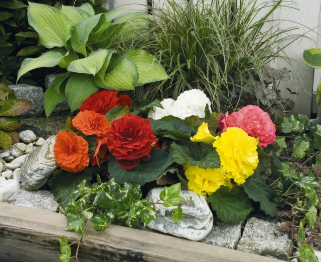 Бегонии клубневые (Begonia x tuberhybrida) Бегонии клубневые (Begonia x tuberhybrida)
