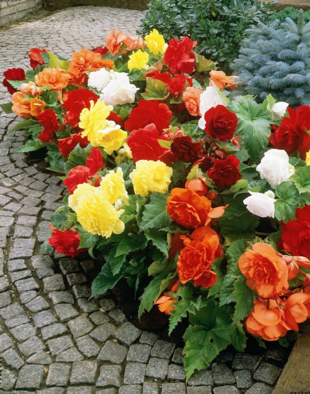 Бегонии клубневые (Begonia x tuberhybrida) Бегонии клубневые (Begonia x tuberhybrida)