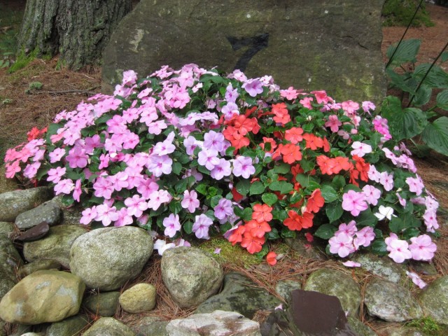 Бальзамин Уоллера (Impatiens walleriana) Бальзамин Уоллера (Impatiens walleriana)