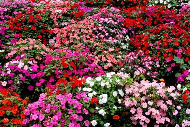 Бальзамин Уоллера (Impatiens walleriana) Бальзамин Уоллера (Impatiens walleriana)