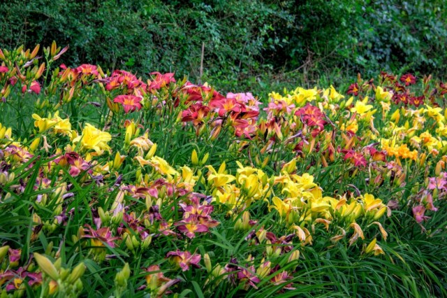 Лилейник (Hemerocallis)