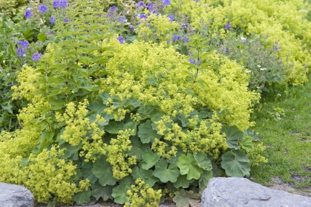 Манжетка мягкая (Alchemilla mollis)