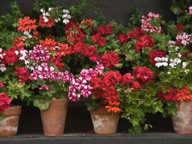 Пеларгония гибридная (Pelargonium hybridum) Пеларгония гибридная (Pelargonium hybridum)