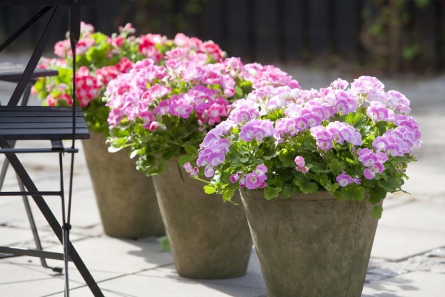 Пеларгония зональная (Pelargonium zonale) Пеларгония зональная (Pelargonium zonale)