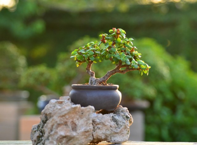 Портулакария африканская (Portulacaria afra) Портулакария африканская (Portulacaria afra)