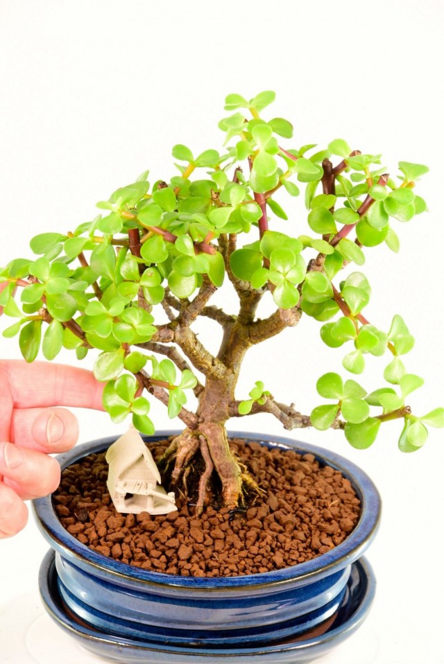 Портулакария африканская (Portulacaria afra) Портулакария африканская (Portulacaria afra)