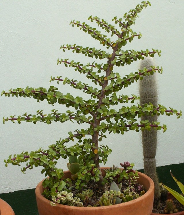 Портулакария африканская (Portulacaria afra) Портулакария африканская (Portulacaria afra)