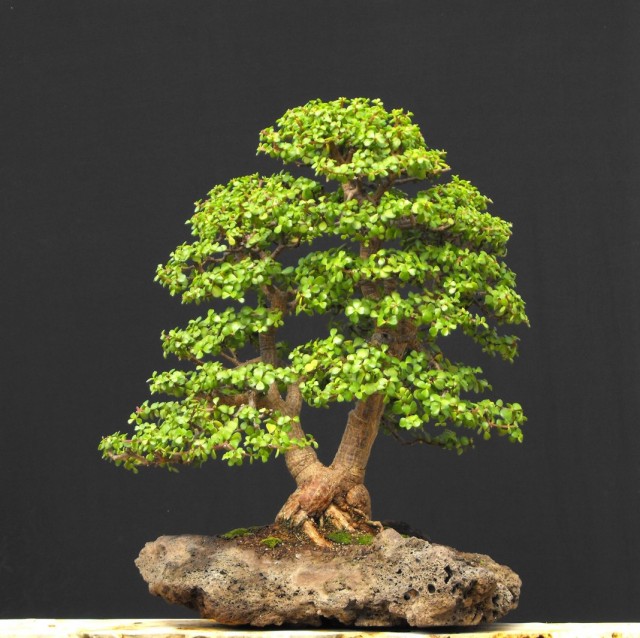 Портулакария африканская (Portulacaria afra) Портулакария африканская (Portulacaria afra)