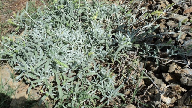 Железница крымская (Sideritis taurica) Железница крымская (Sideritis taurica)