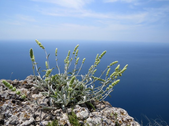 Железница крымская (Sideritis taurica) Железница крымская (Sideritis taurica)