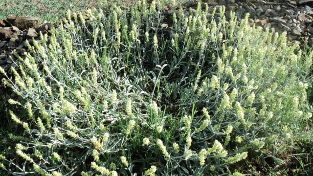 Железница крымская (Sideritis taurica) Железница крымская (Sideritis taurica). © kipro-bg
