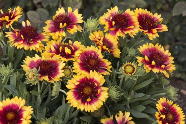 Гайллардия крупноцветковая (Gaillardia grandiflora) Гайллардия крупноцветковая (Gaillardia grandiflora)