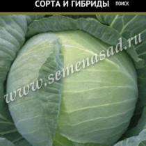 Капуста белокочанная Гарант F1 Капуста белокочанная Гарант F1