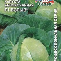 Капуста белокочанная Взрыв F1 Капуста белокочанная Взрыв F1