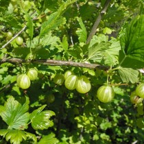 Сорт крыжовника Кубанец
