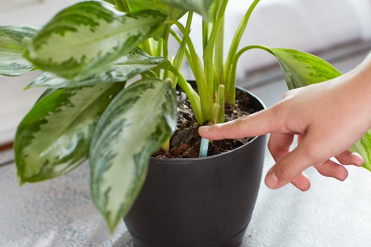 Можно ли принимать в дар комнатные растения?