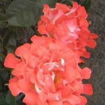 Роза «Кэнди Раффлс» (Rosa 'Candy Ruffles') Роза «Кэнди Раффлс» (Rosa 'Candy Ruffles')