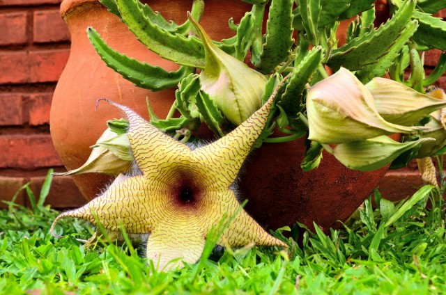 Стапелия (Stapelia) Стапелия (Stapelia)