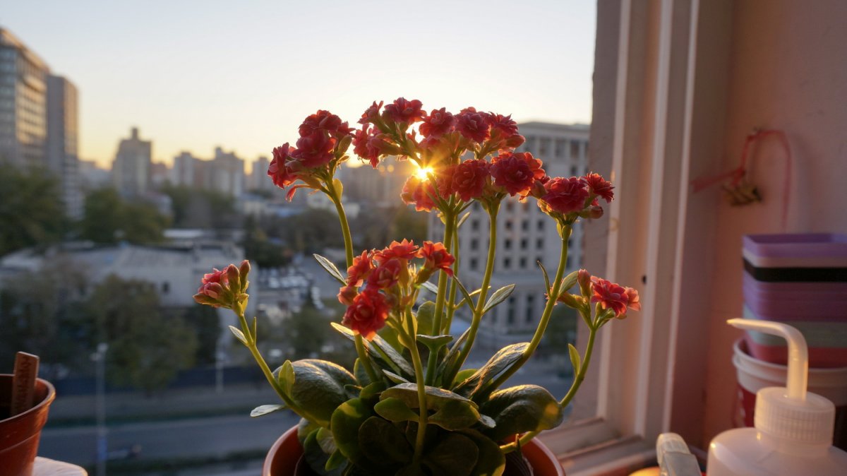 Цветок Каланхоэ Фото Почему Не Цветет