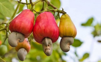 Плодоножка, разросшаяся в виде груши (так называемое яблоко-кажу). Снизу настоящий плод — орех кешью