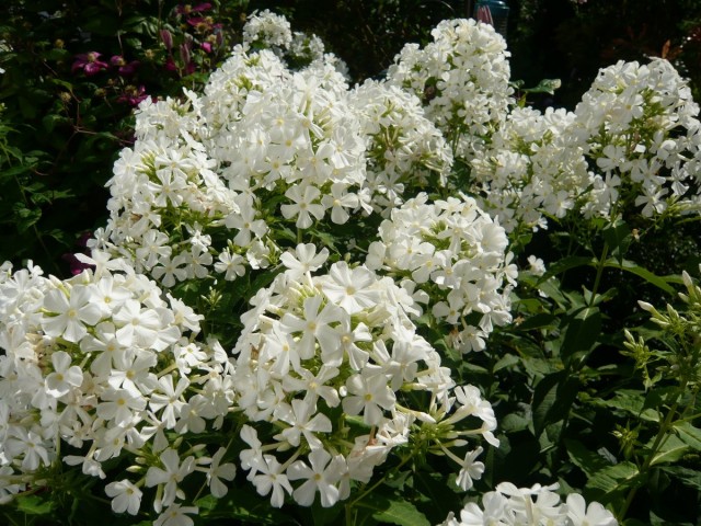 Флокс метельчатый