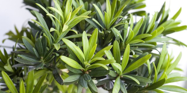 Подокарп крупнолистный (Podocarpus macrophyllus) Подокарп крупнолистный (Podocarpus macrophyllus)