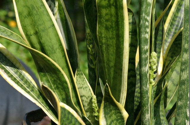 Сансевиерия трехполосая (Sansevieria trifasciata) Сансевиерия трехполосая (Sansevieria trifasciata)
