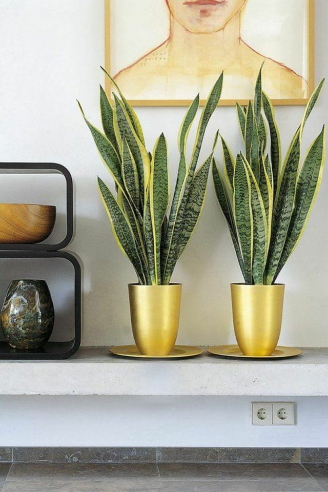 Сансевиерия трехполосая (Sansevieria trifasciata) Сансевиерия трехполосая (Sansevieria trifasciata)