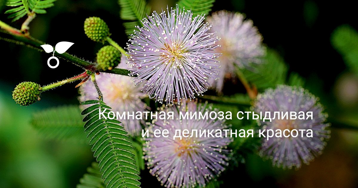 Мимоза стыдливая 47 фото уход за цветком в домашних условиях выращивание из семян Как размножается комнатная Mimosa pudica