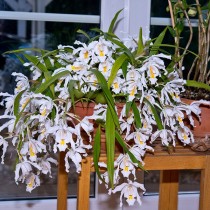 Целогина кристата или гребенчатая (Coelogyne cristata) Целогина кристата или гребенчатая (Coelogyne cristata)