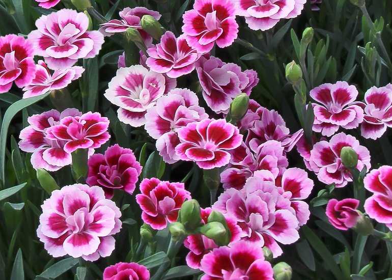 Dianthus-Pink-Kisses-1