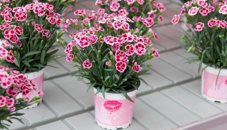 Dianthus-Pink-Kisses-3