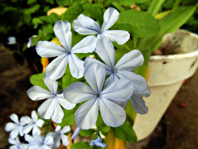 Свинчатка ушковидная или капская (Plumbago auriculata) Свинчатка ушковидная или капская (Plumbago auriculata)