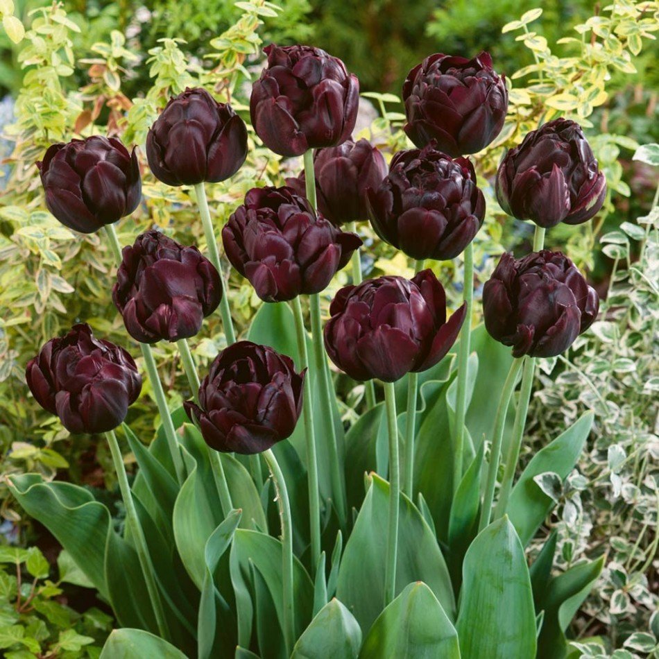 Tulipa-Black-Hero-1