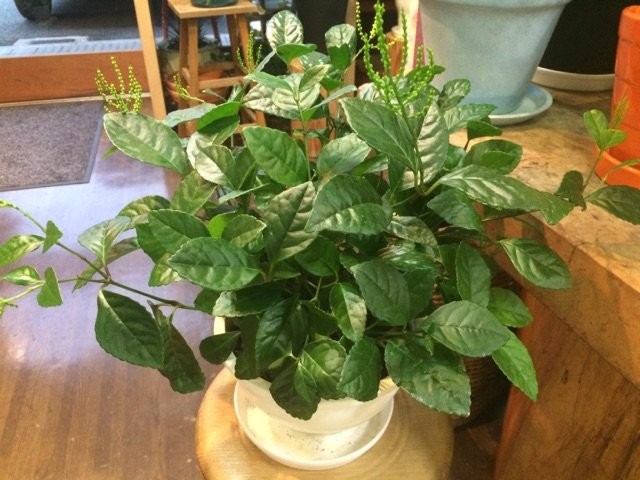 Хлорант колосистый (Chloranthus spicatus) Хлорант колосистый (Chloranthus spicatus)