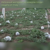 Защита плодов арбуза от птиц нетканым материалом