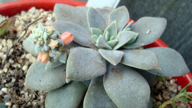 Эхеверия карниколор (Echeveria carnicolor) Эхеверия карниколор (Echeveria carnicolor)