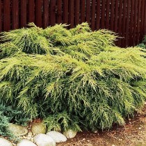 Можжевельник китайский «Голд Стар» (Juniperus chinensis 'Gold Star')