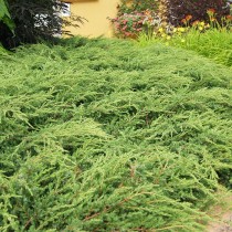 Можжевельник обыкновенный «Репанда» (Juniperus communis 'Repanda')