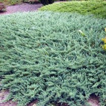 Можжевельник горизонтальный «Глаука» (Juniperus horizontalis 'Glauca')