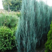 Можжевельник скальный «Блю Арроу» (Juniperus scopulorum 'Blue Arrow')